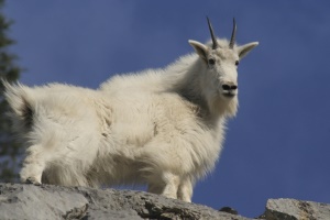 Sneeuwgeit (Mountaingoat) | Wells Gray Provincial Park BC